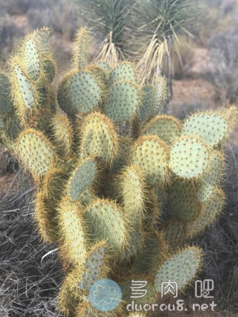 淡绿仙人掌团扇 Opuntia hlorotica，稀有价格不菲图片 No.2