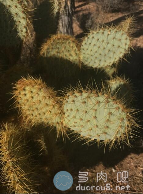 淡绿仙人掌团扇 Opuntia hlorotica，稀有价格不菲图片 No.4