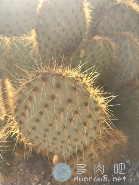 淡绿仙人掌团扇 Opuntia hlorotica，稀有价格不菲图片 No.5