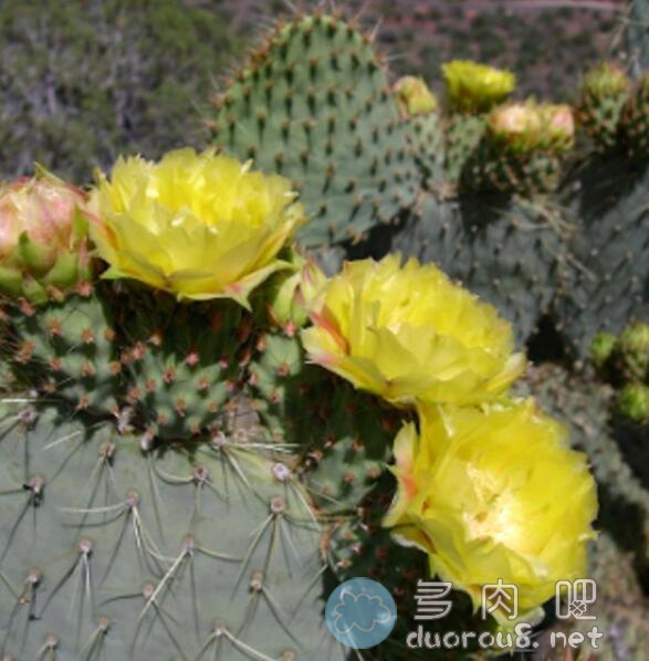 淡绿仙人掌团扇 Opuntia hlorotica，稀有价格不菲图片 No.6