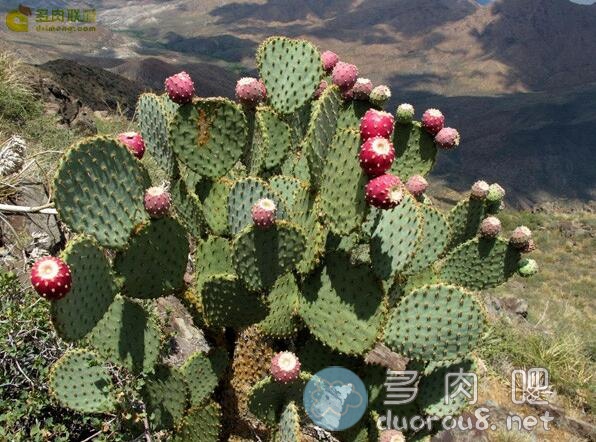 淡绿仙人掌团扇 Opuntia hlorotica，稀有价格不菲图片 No.7