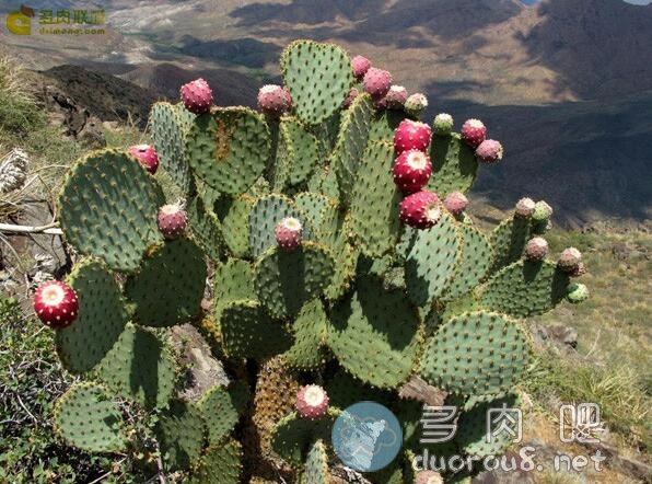 淡绿仙人掌团扇 Opuntia hlorotica，稀有价格不菲图片 No.7