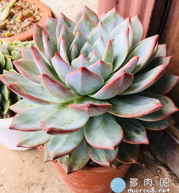 大家的粉蓝?鸟出状态了吗？是穿着裙子了，还是肥美特别好看？图片 No.2