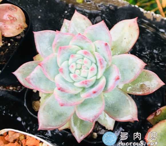大家的粉蓝?鸟出状态了吗？是穿着裙子了，还是肥美特别好看？图片 No.3